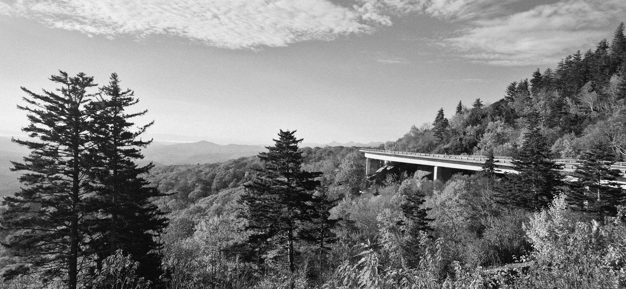 Landscape view of trees with a road bridge curving off into the distance on the right hand side. In greyscale